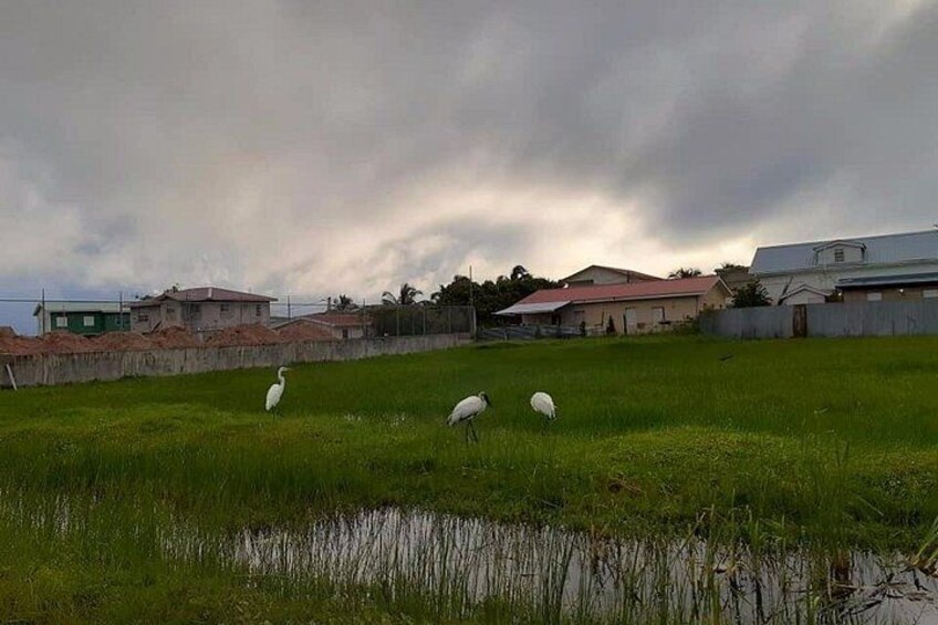 A grassy field with a few white birds, a body of water, and houses in the background. 3