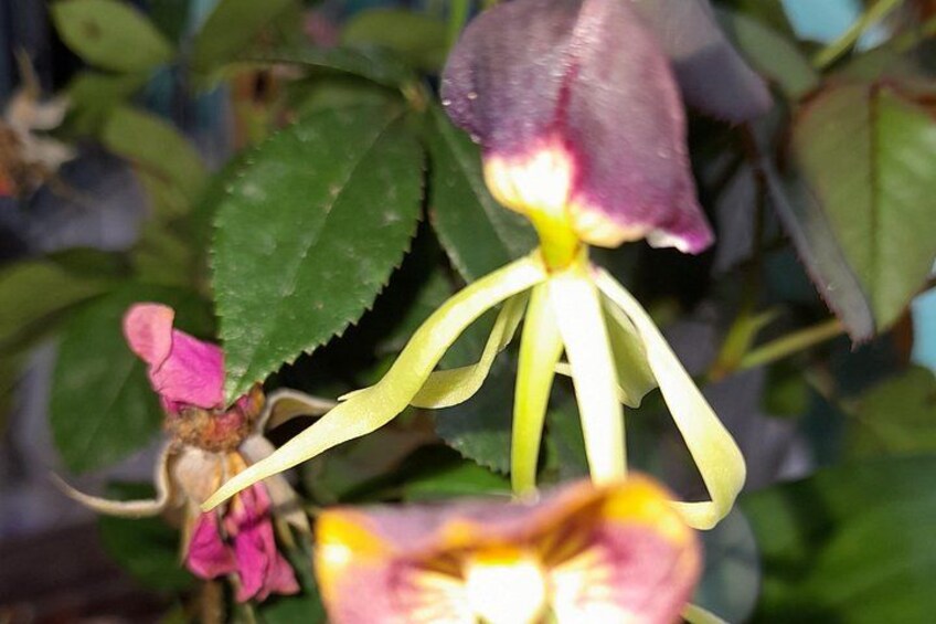 Un primo piano di un fiore con petali gialli e rosa, circondato da foglie verdi. 3