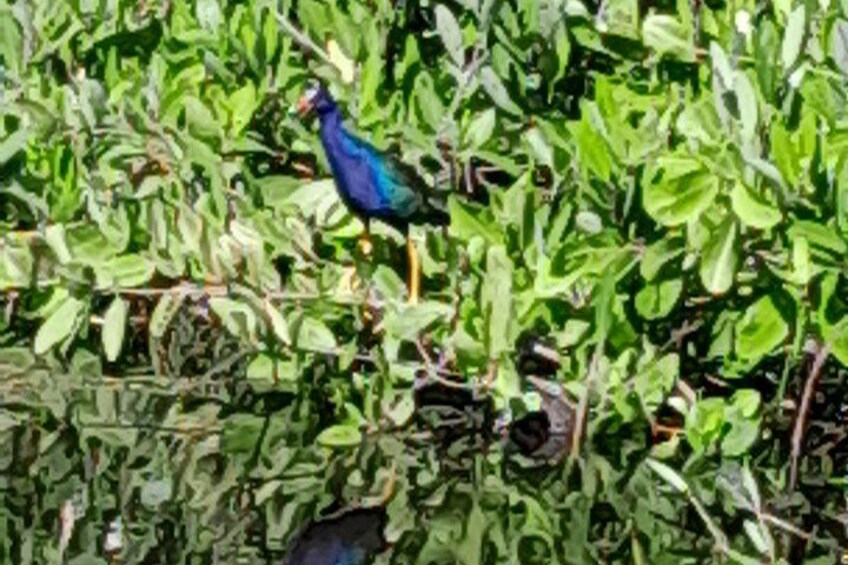 Un pájaro posado sobre follaje. 2