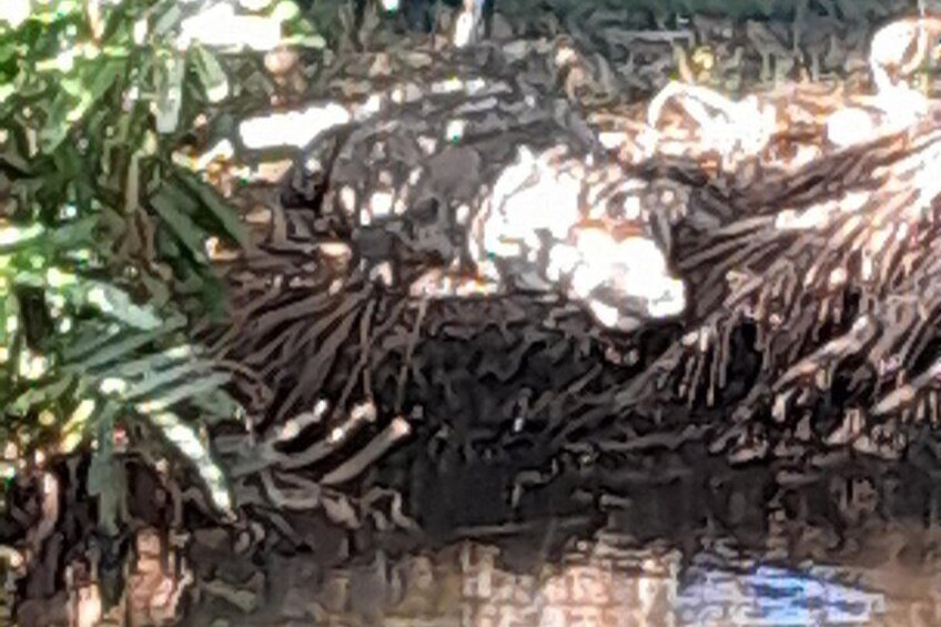 Una maraña densa y enredada de ramas y follaje, posiblemente un árbol o un arbusto grande. 3