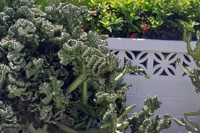 A garden with various types of plants, including a large leafy plant and cacti. 3