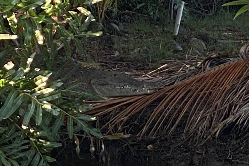 Een krokodil, deels verborgen door begroeiing en dennennaalden. 3