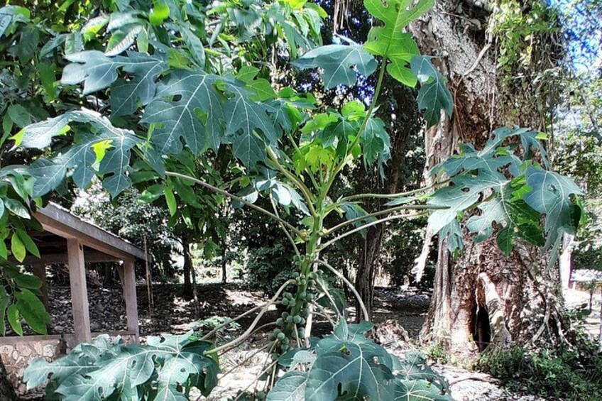 Lamanai Temples, River Cruise, Howler Monkeys, V.i.V. 5