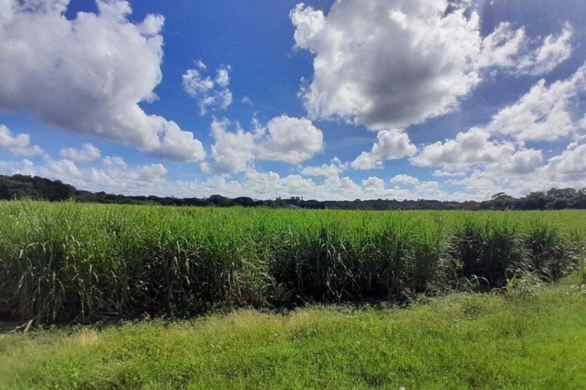 Sugar Cane field 4
