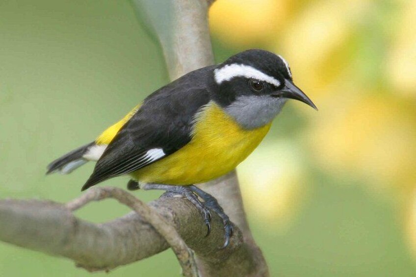 Barbados Island Tour with Lunch and Wildlife Sanctuary 2