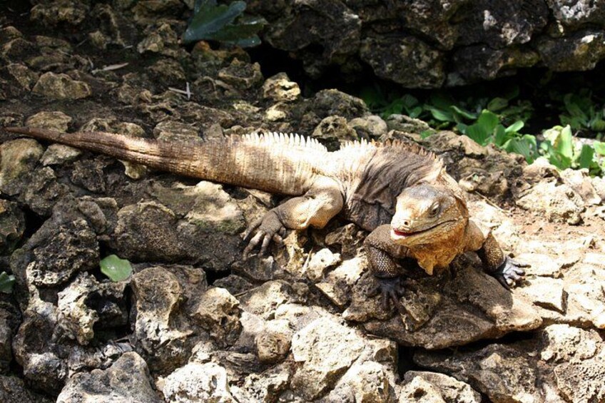 Un gran lagarto sobre terreno rocoso. 2