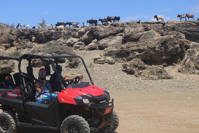 Aruba UTV & ATV Adventure 3