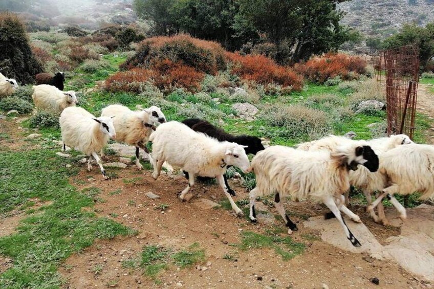 Explore the White Mountains of Crete 3