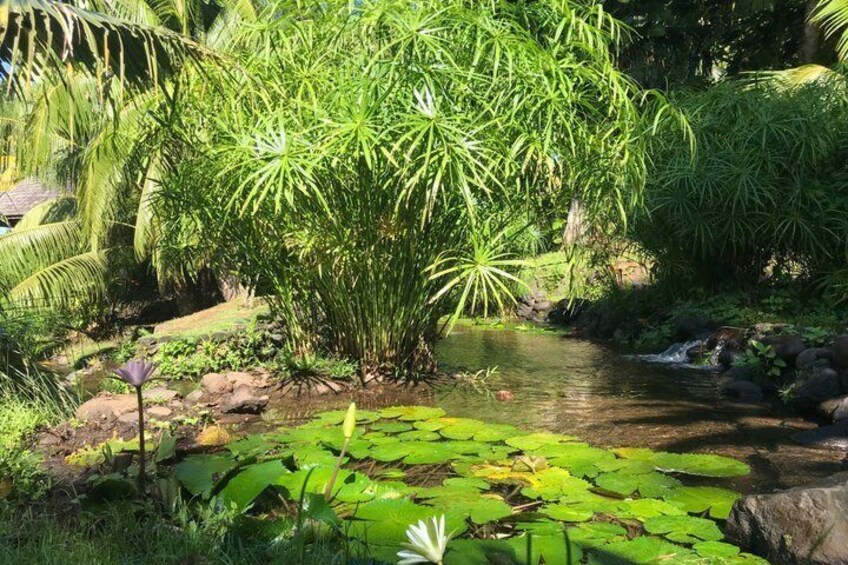 Early morning immersion in Vaipāhī water garden. 4