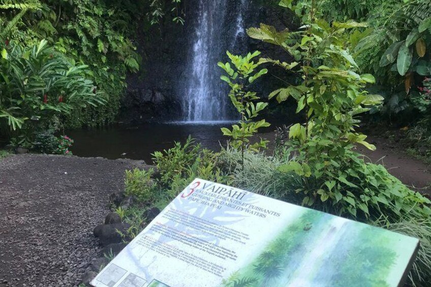 Early morning immersion in Vaipāhī water garden. 5