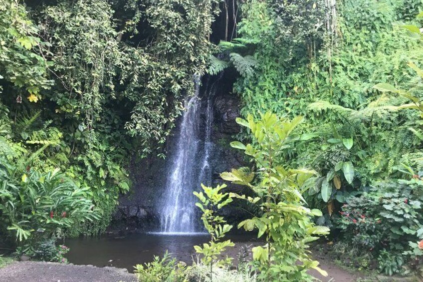 Early morning immersion in Vaipāhī water garden. 1