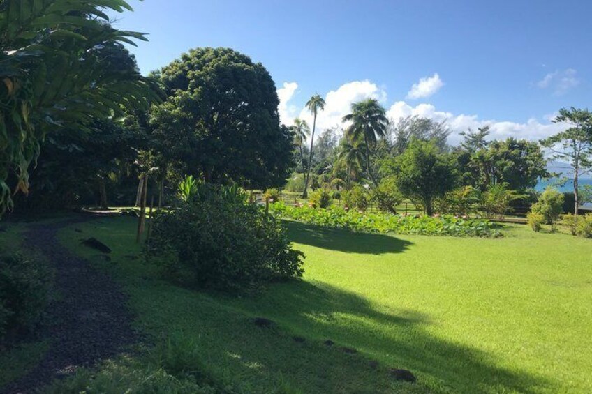 Early morning immersion in Vaipāhī water garden. 2