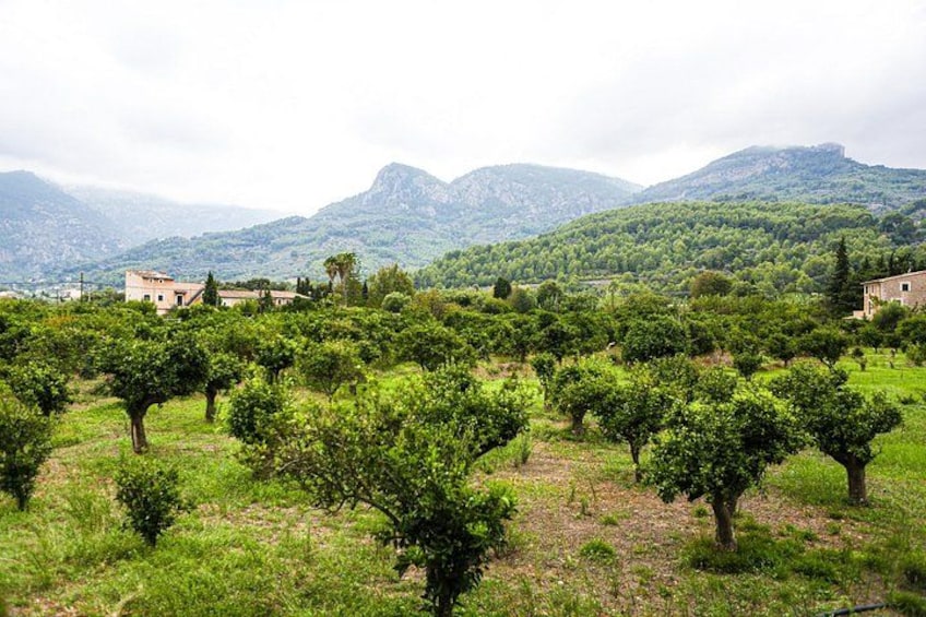 Palma de Mallorca Shore Excursion: Private Tour of Valldemossa, Soller and Serra de Tramuntana 5