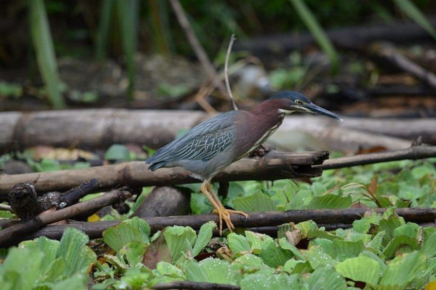 Ein Vogel, der auf einem Ast mit grünem Laub im Hintergrund sitzt. 2