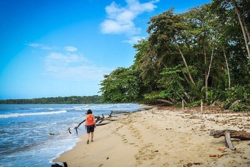 Ein Strand mit einer Person, die am Ufer entlanggeht, umgeben von Bäumen und Wellen. 1