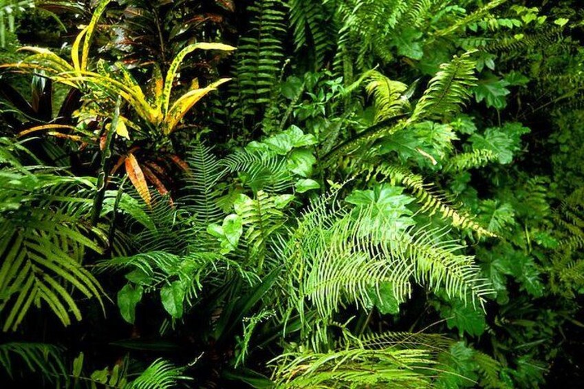 Fern Gully 2