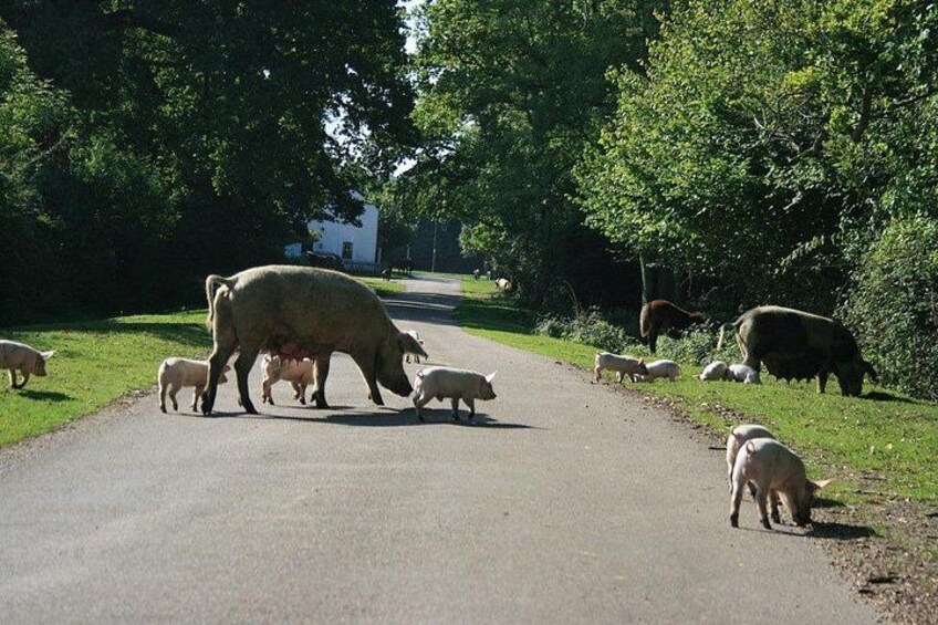 Pannage is the practice of releasing domestic pigs into a forest 3