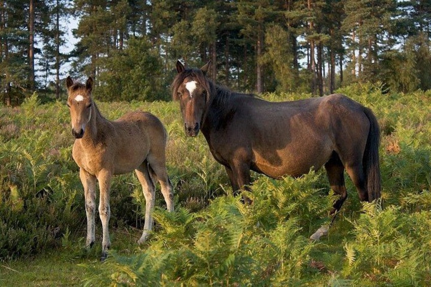 New forest pony with its foal 4