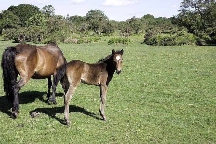 Dos caballos en un campo de césped con árboles al fondo. 2