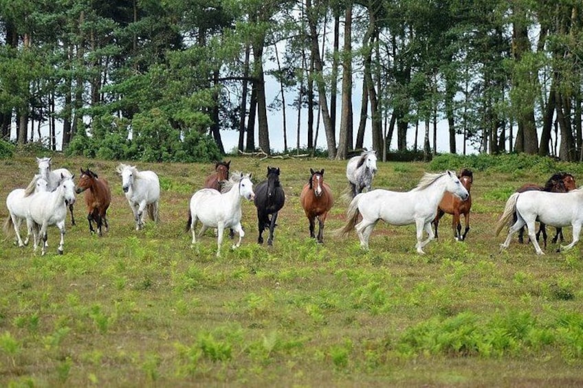 New Forest Ponies 1