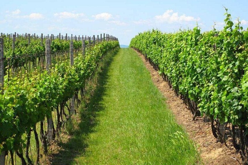 Ein Weinberg mit Reihen von Reben und einem Rasenpfad. 1