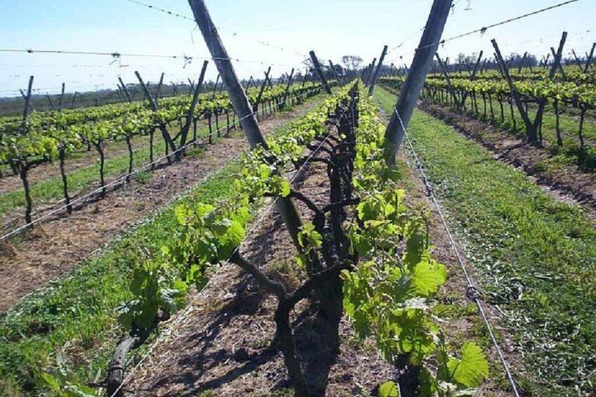 Ein Weinberg mit Reihen von Reben, gestützt durch Holzpfähle und Drähte. 4