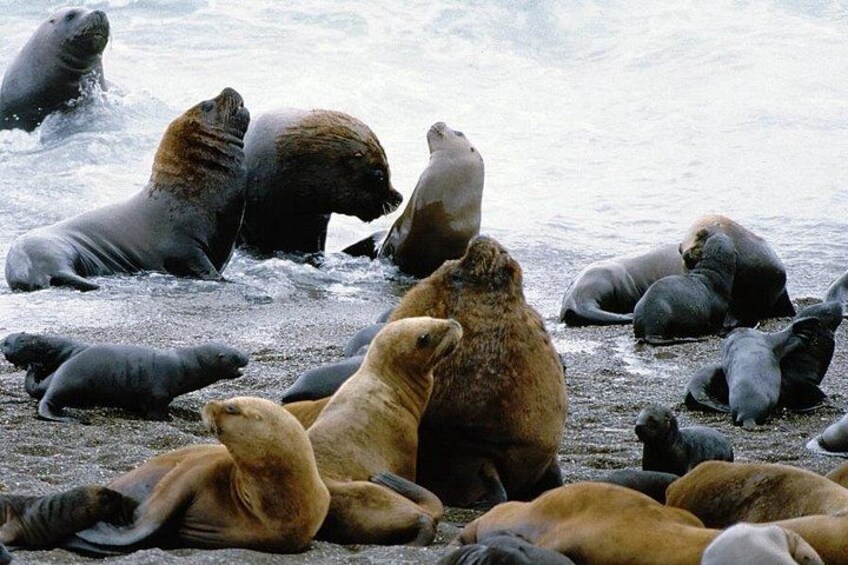 A group of seals resting on a rocky shore. 1