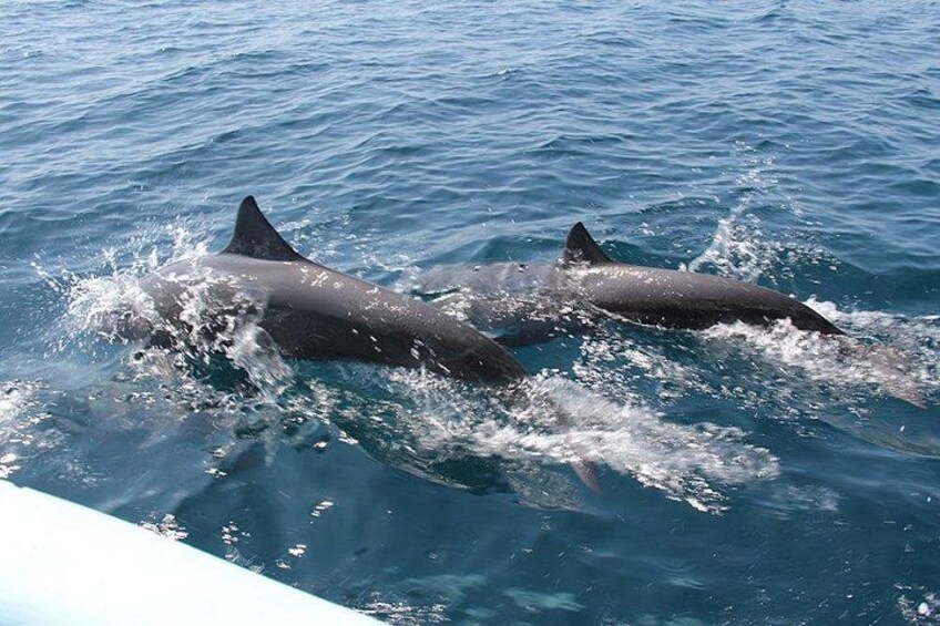 Huatulco Shore Excursion: Seven Bays Private Tour 1