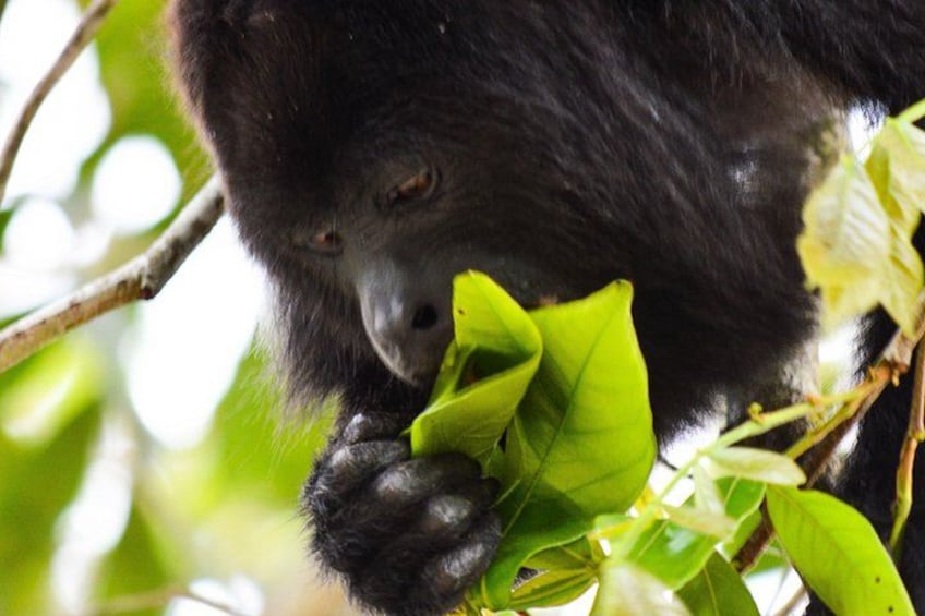Howler Monkey 5