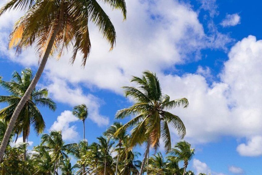 Palm trees against a blue sky with clouds. 2