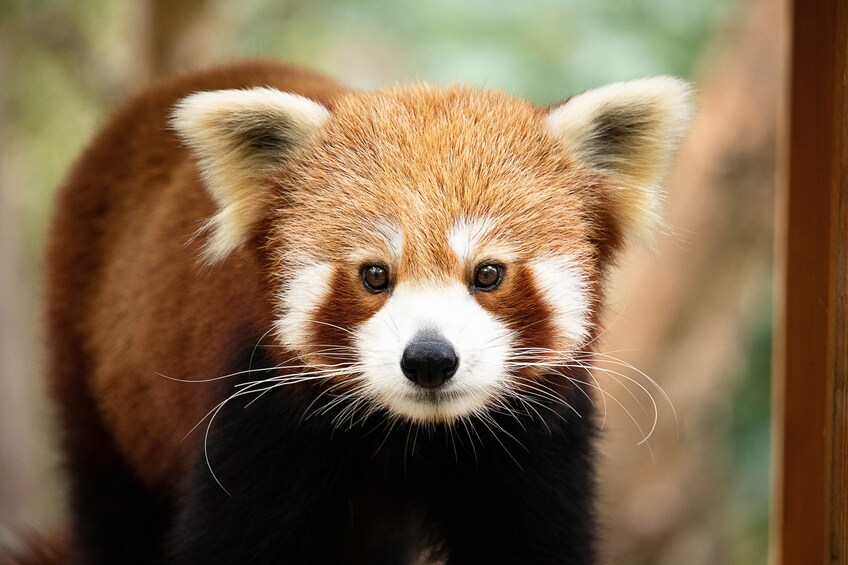 A red panda with white markings on its face and ears, standing in a natural setting. 3