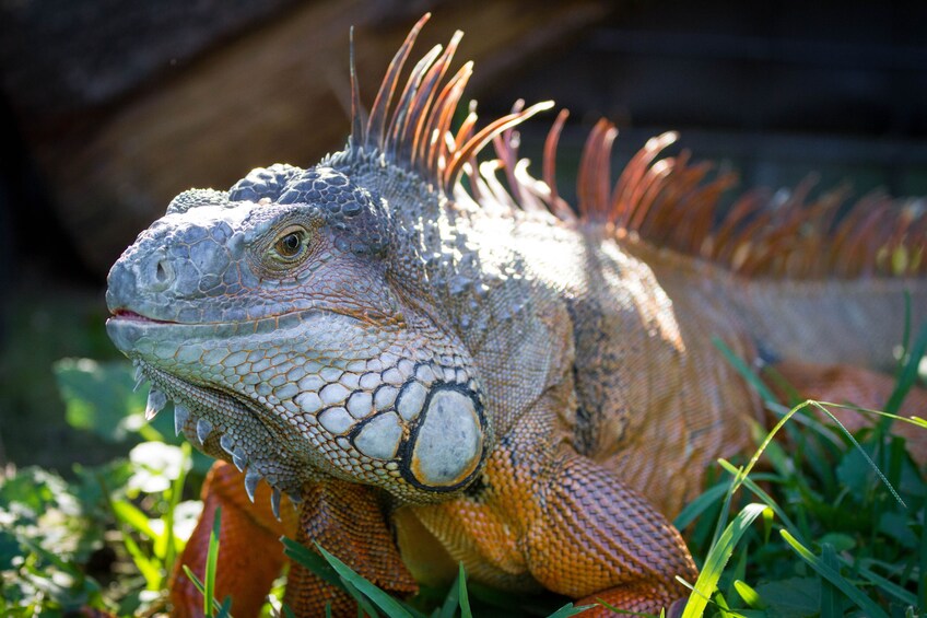 An iguana with spiky scales and a rough texture, resting on grass. 4