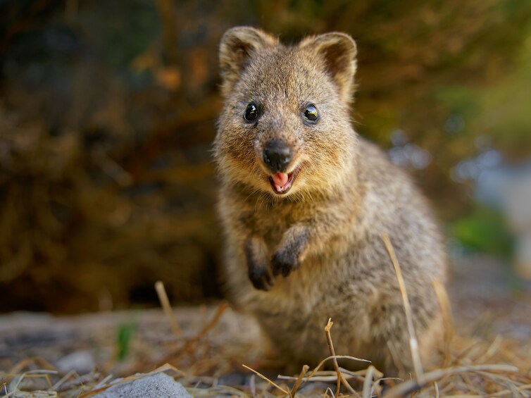 A quokka standing on the ground with a blurred natural background. 5