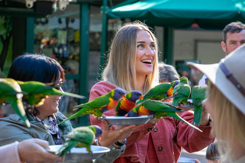 A person feeding colorful parrots at an outdoor market. 1