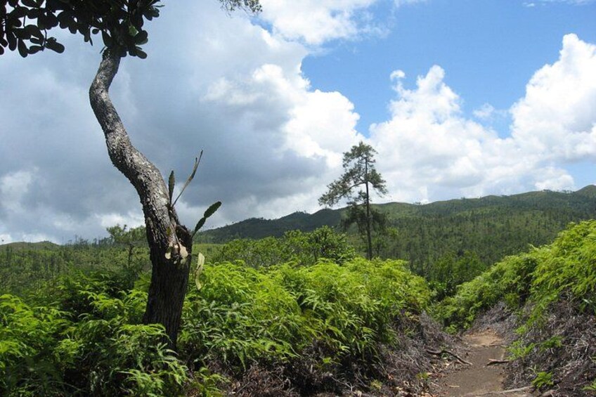 Un paysage boisé avec un sentier de terre sinueux, un arbre imposant au tronc tordu et, au loin, une chaîne de montagnes sous un ciel partiellement nuageux. 2