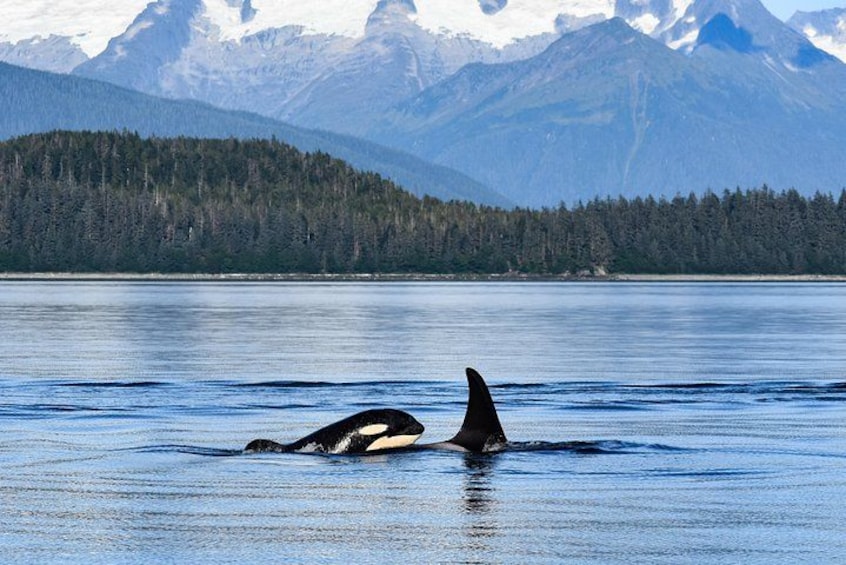 A whale swimming in a lake with mountains in the background. 2