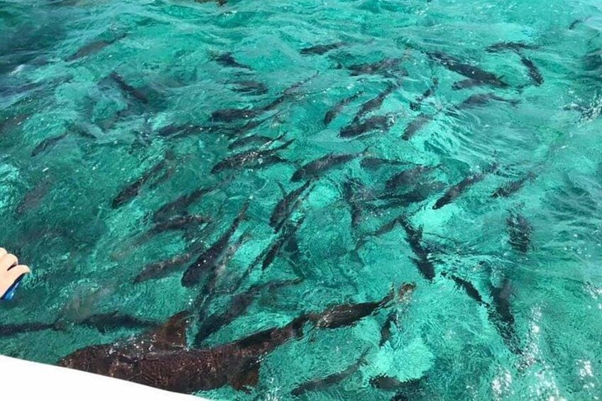 A large group of fish swimming in clear, turquoise water. 2