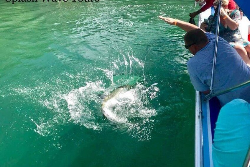 Coral Reef and Shark Snorkeling Tour from Belize City 2