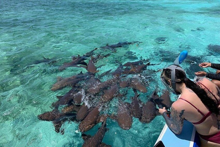 A person snorkeling with a group of sharks in clear turquoise water. 3