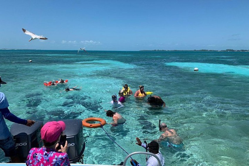 Personas haciendo snorkel en aguas azules cristalinas, un bote y una gaviota volando. 2