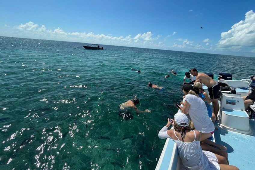 Turtle Garden Snorkeling Tour and Island Break 2