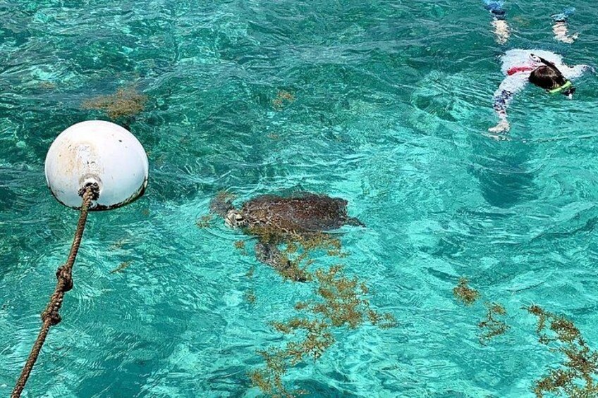 Turtle Garden Snorkeling Tour and Island Break 5
