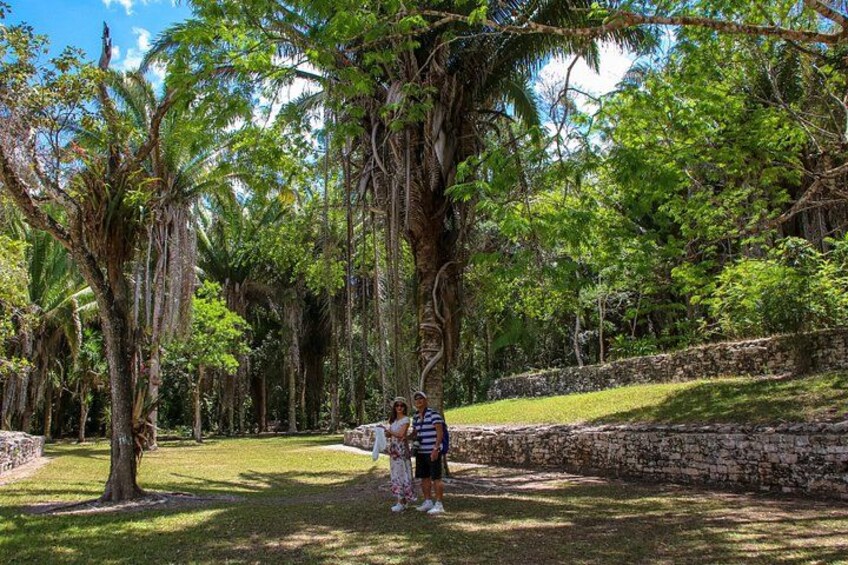Un exuberante jardín con altas palmeras y un muro de piedra. 2