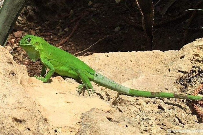 Bonaire Essentials Island Tour 2