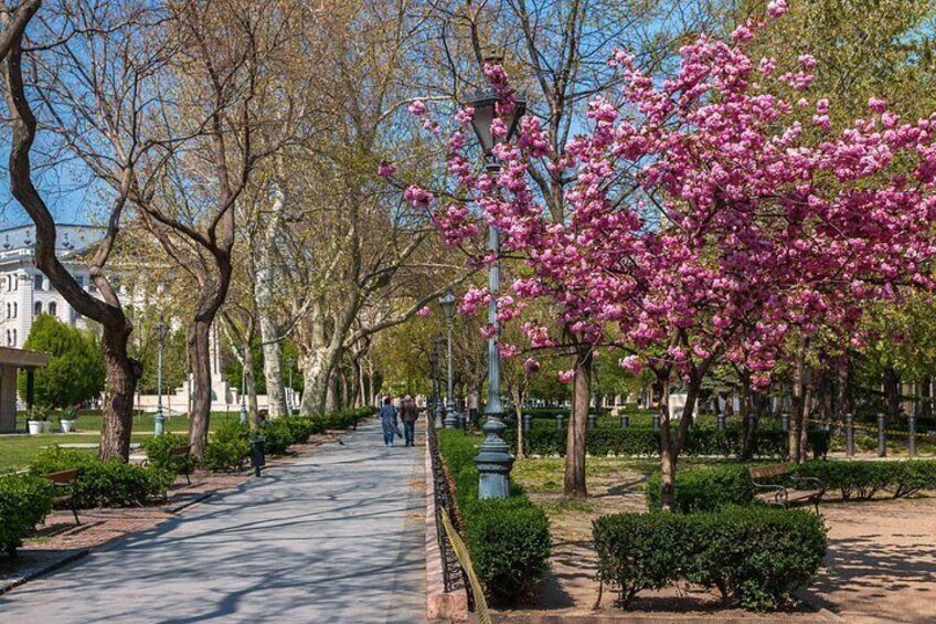 Un camino bordeado de árboles con flores rosadas en flor, un sendero pavimentado y un edificio al fondo. 5