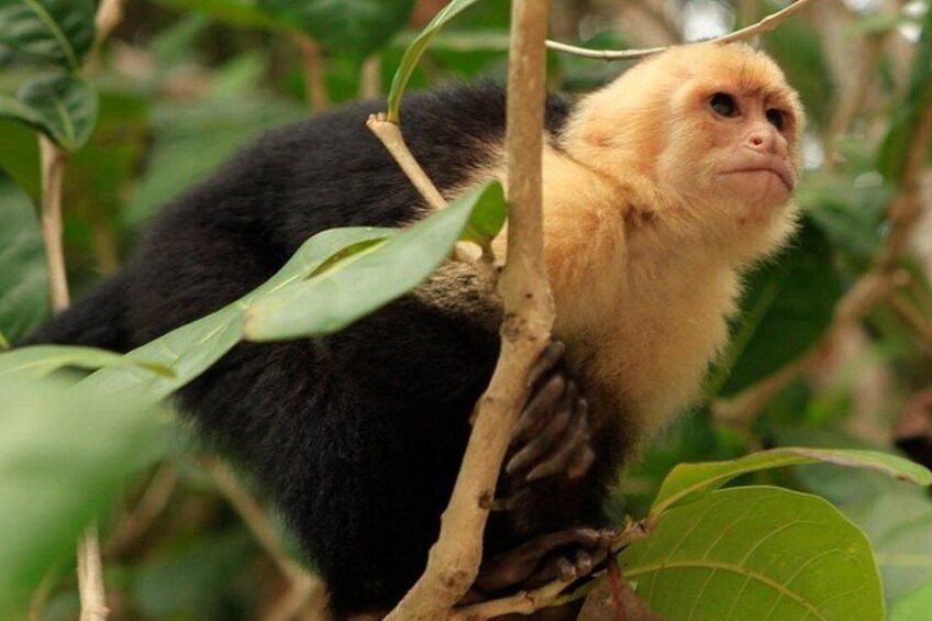 A monkey with black and yellow fur, perched on a tree branch surrounded by green leaves. 1