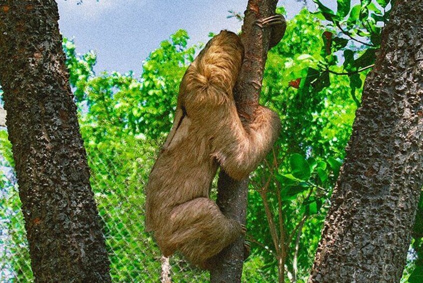 A sloth hanging from a tree branch. 2