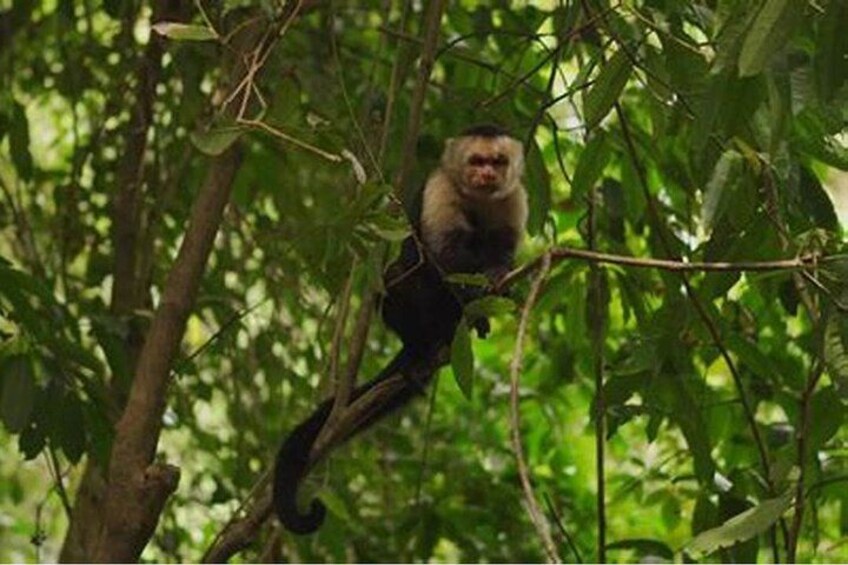 A monkey perched on a tree branch in a dense forest. 3