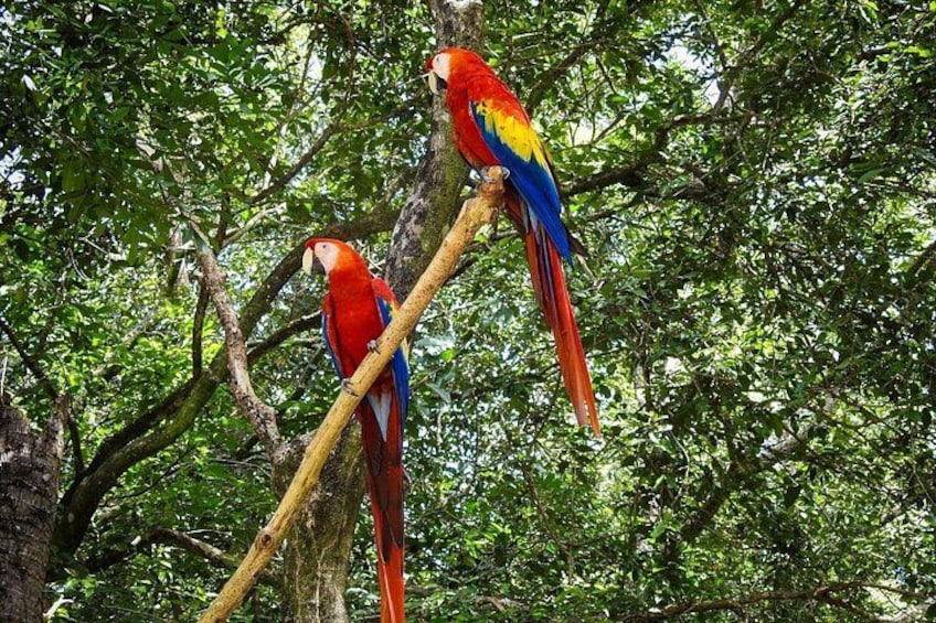Roatan Gumbalimba Preservation Eco-Park & Beach 4