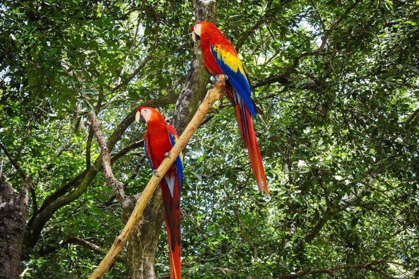 Roatan Gumbalimba Preservation Eco-Park & Beach 4